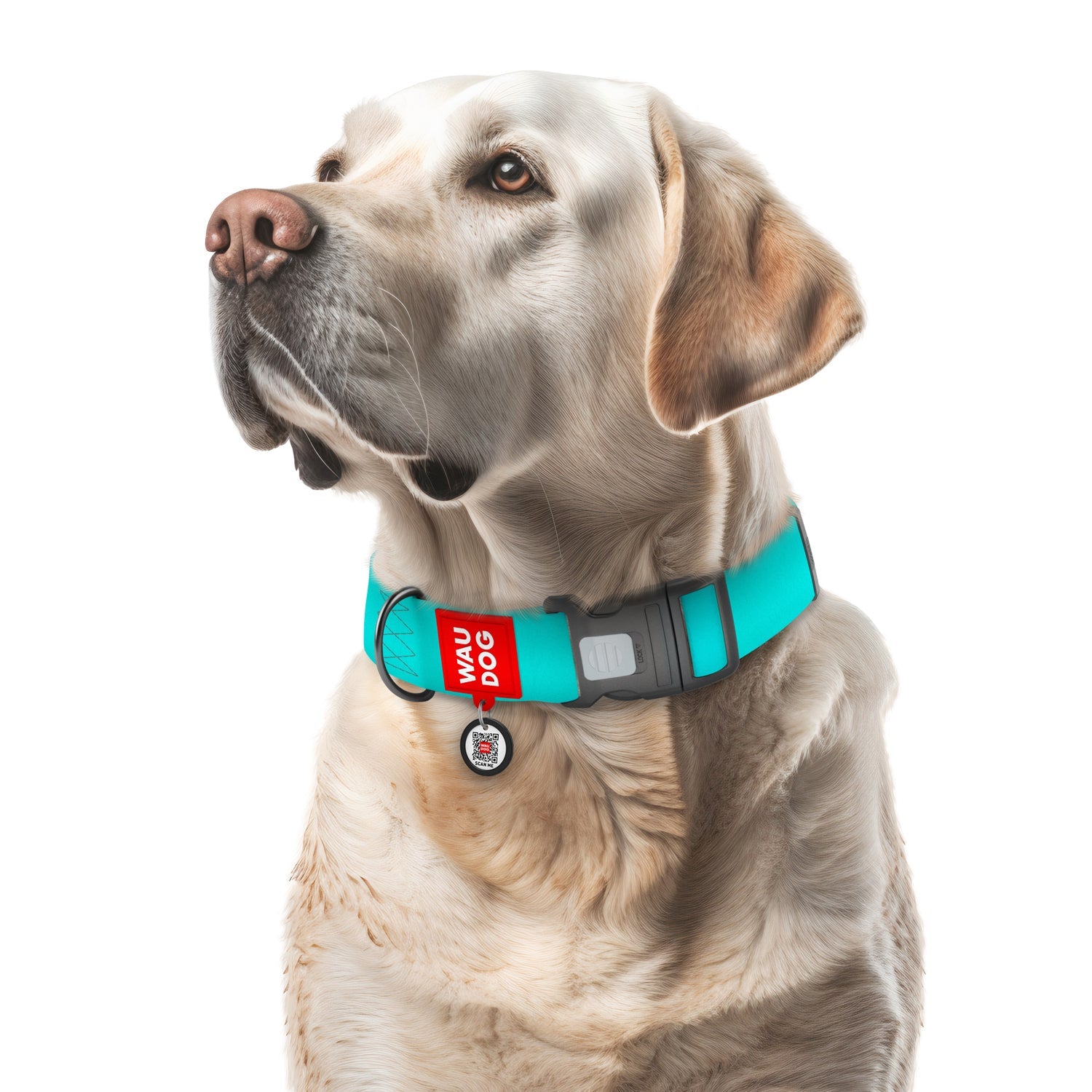 Glow in the dark dog collars and leashes hotsell