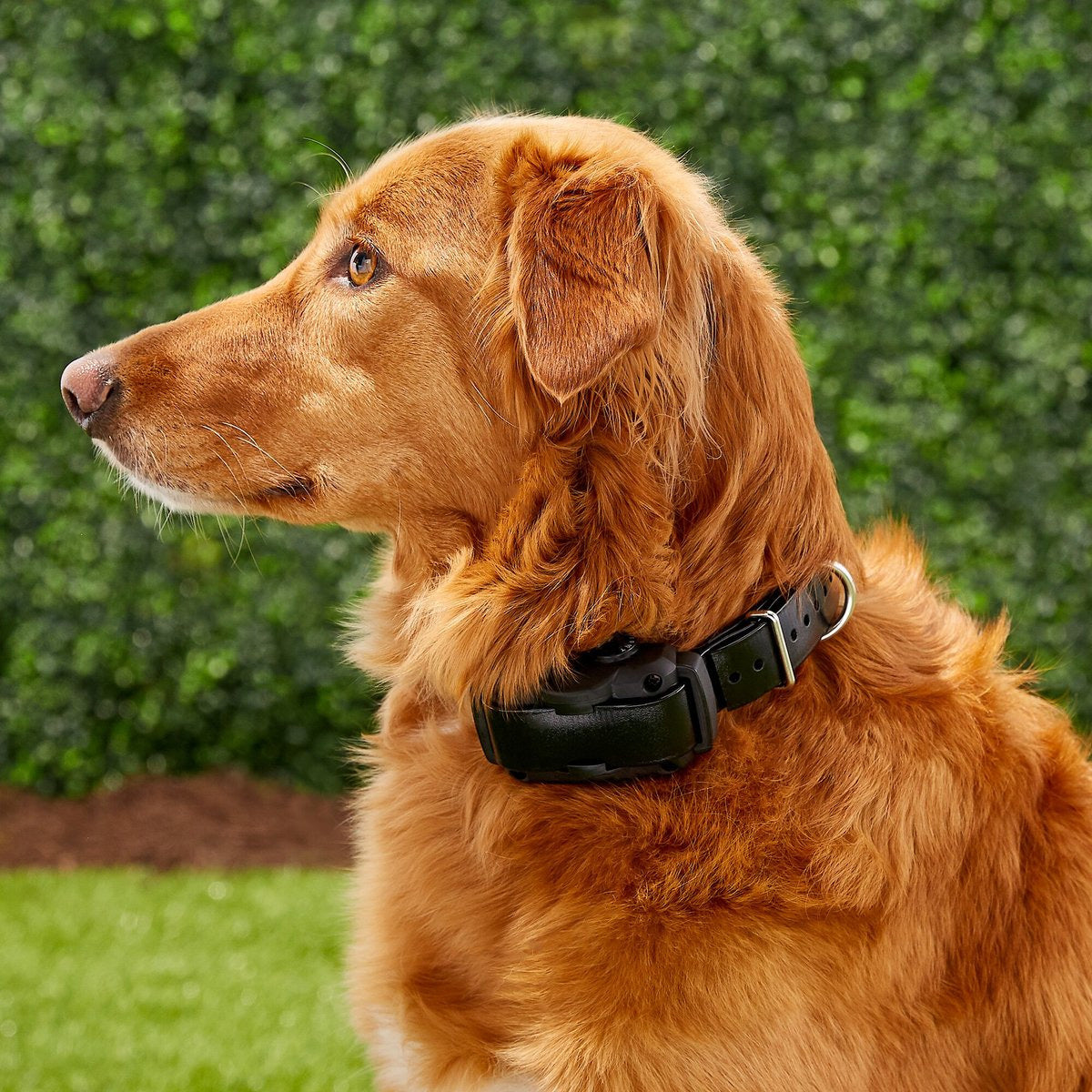 Golden retriever hot sale gear